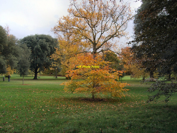 Photo 6"x4" Tree in Syon Vista Brentford c2010
