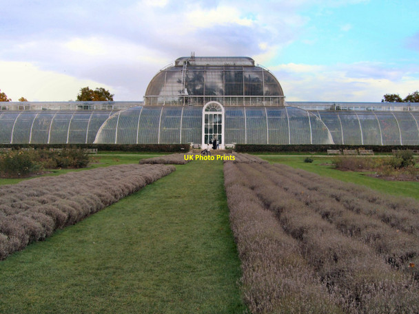 Photo 6"x4" Palm House Brentford c2010
