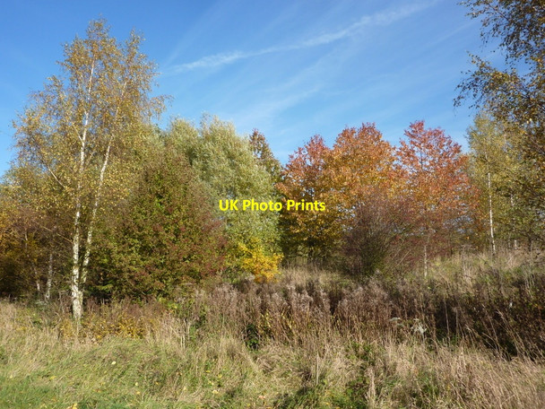 Photo 6"x4" Autumn colours by the Stockley trail Bolsover c2010