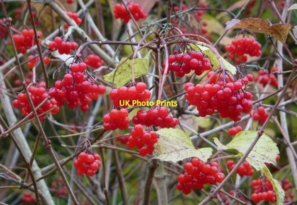 Photo 6"x4" Guelder Rose berries Bolsover c2010