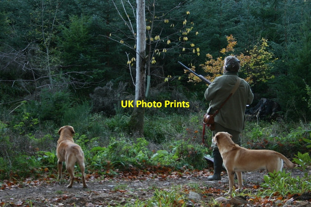Photo 6"x4" A gun and two Labradors by Situation wood Woodside\/NJ0555 c2010