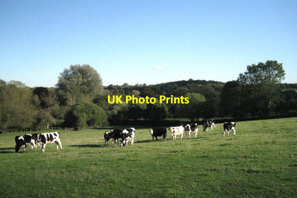 Photo 6"x4" Cattle, Preston Fields Preston Fields c2010