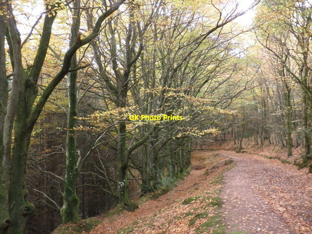 Photo 6"x4" Bridleway, through Staunton Plantation Minehead c2010