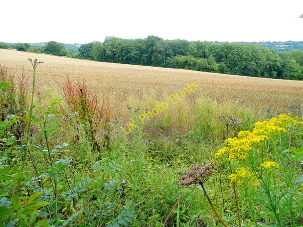 Photo 6"x4" Wheat field and Wet Wood Kiln Green\/SO6019 c2009