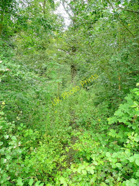 Photo 6"x4" Faint path through woodland Kiln Green\/SO6019 c2009