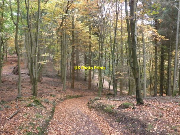 Photo 6"x4" Periton Hill Plantation Cowbridge\/SS9542 c2010