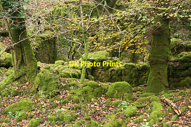 Photo 6"x4" Whitchurch: ruin in the Walkham valley Grenofen c2010