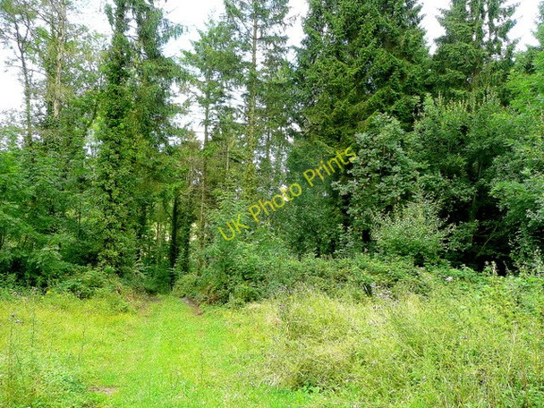 Photo 6"x4" Dam Wood Kiln Green\/SO6019 c2009