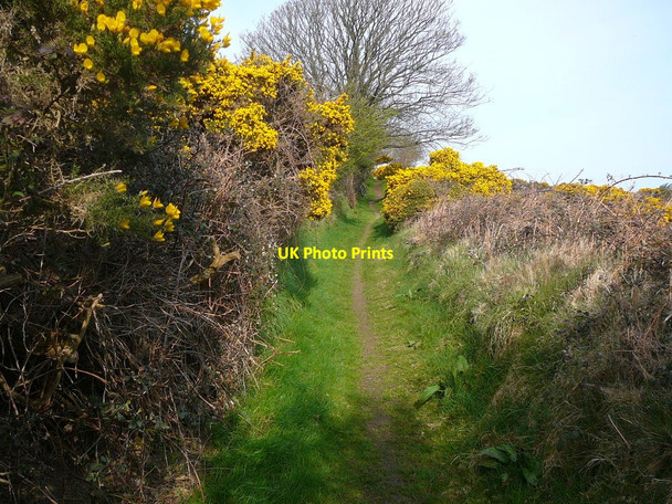 Photo 6"x4" Enclosed path northwest of Rhencullen Bishop's Court\/SC3292 c2010