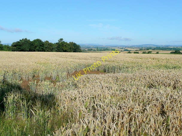 Photo 6"x4" Wheat field approaching harvest Bromsash c2009