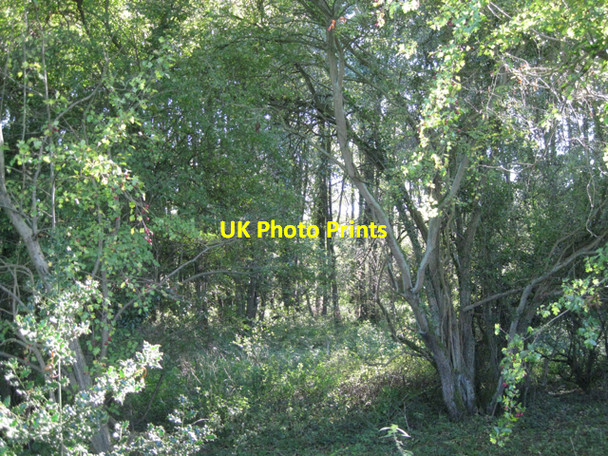Photo 6"x4" Alder and thorn woodland Holywell\/SP1966 c2010