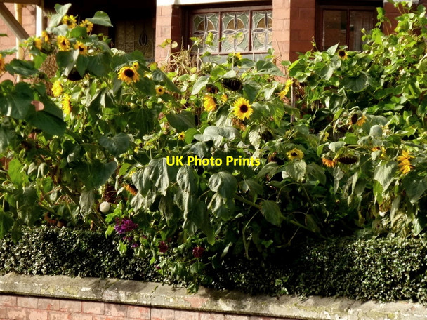 Photo 6"x4" Sunflowers on Acomb Street in Moss Side, Manchester Moss Side\/SJ8395 c2010