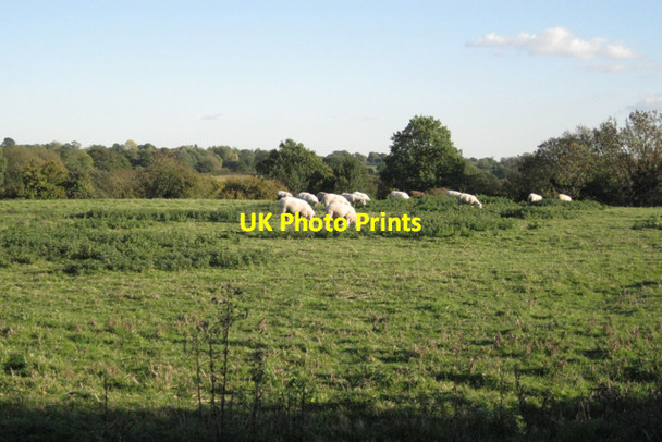 Photo 6"x4" Sheep near Bushwood Farm Lowsonford c2010