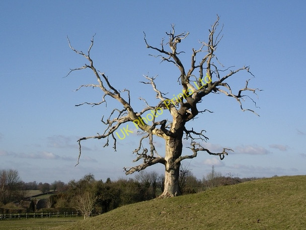 Photo 6"x4" A stark tree, Cheriton Cheriton\/SU5828 c2006