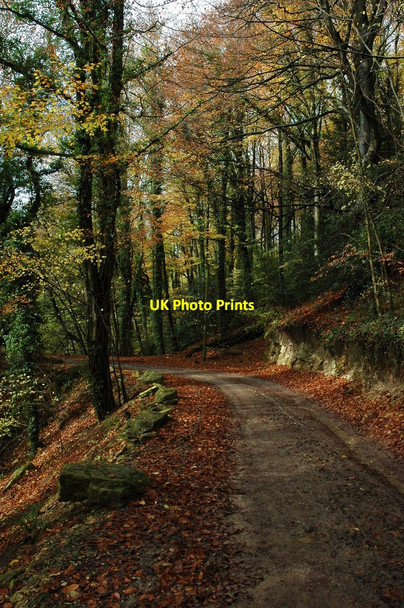 Photo 6"x4" Track in Horsley Wood Nailsworth c2010