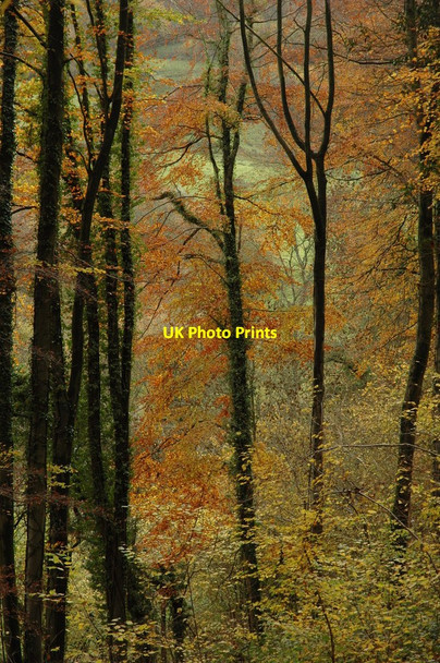 Photo 6"x4" Horsley Wood Nailsworth c2010