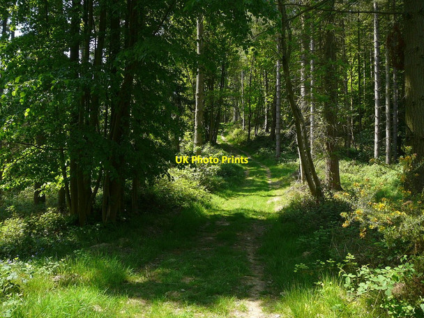 Photo 6"x4" Forest track through Brimford Wood Bulthy c2010