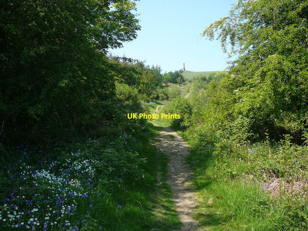 Photo 6"x4" Woodland path approaching Breidden Hill Criggion c2010