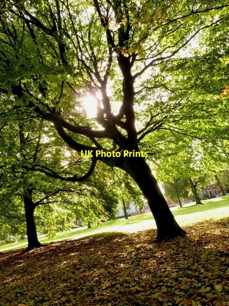 Photo 6"x4" Trees in Whitworth Park in Moss Side, Manchester Moss Side\/SJ8395 c2010