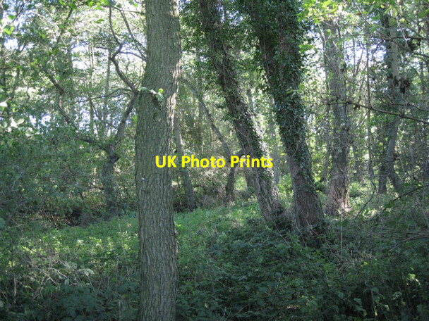 Photo 6"x4" Alderwood by the canal Holywell\/SP1966 c2010