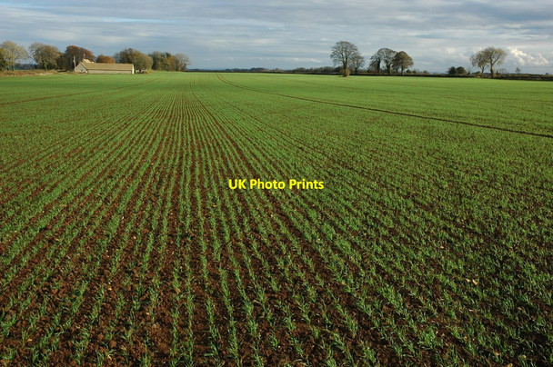 Photo 6"x4" Field of winter cereals Owlpen c2010