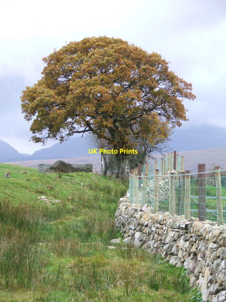 Photo 6"x4" Oak Tree Bronaber c2010