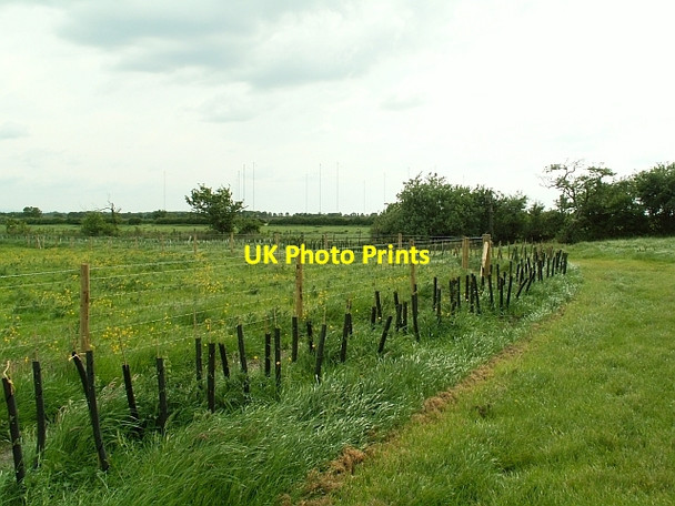 Photo 6"x4" New hawthorn hedge Anthorn c2008