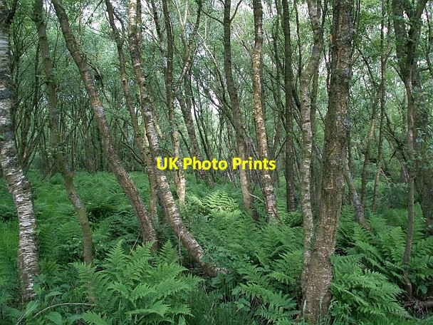 Photo 6"x4" Birch woodland, Campfield Marsh nature reserve Anthorn c2008