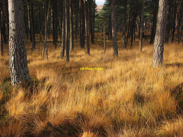 Photo 6"x4" Glen Banvie Wood Bruar c2010