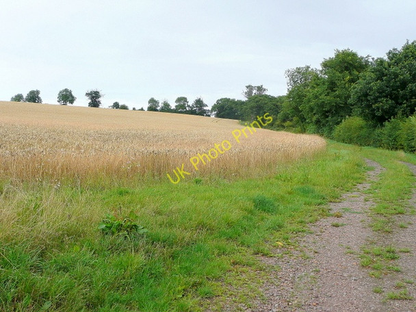 Photo 6"x4" Footpath north from Wood End Chadwell End c2009