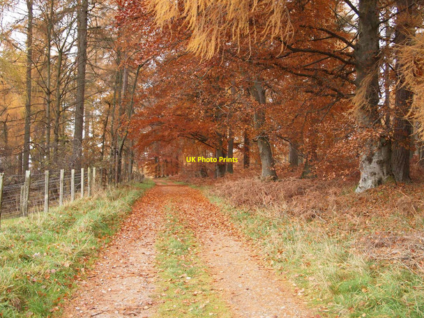 Photo 6"x4" Track enters Baluain Wood Bailanloan c2010