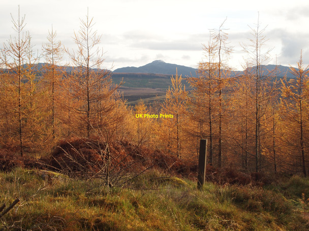 Photo 6"x4" Larches in Baluan Wood Bruar c2010