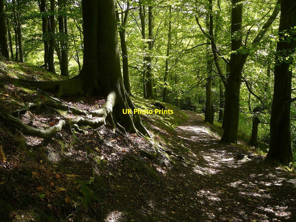 Photo 6"x4" Woodland path through Moorseats Wood Hathersage c2010