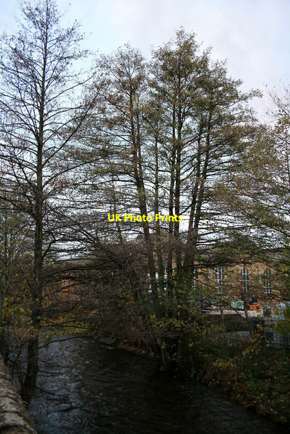Photo 6"x4" Trees by Glossop Brook Glossop c2010