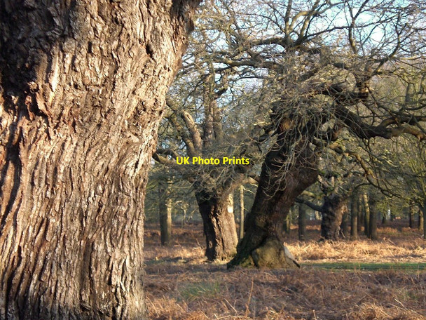 Photo 6"x4" Ancient oaks in High Wood, Richmond Park Kingston Upon Thames c2007