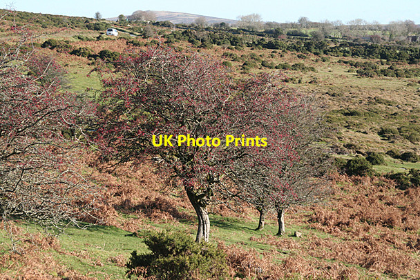 Photo 6"x4" Widecombe in the Moor: Hawthorns in fruit Dartmeet c2010