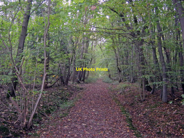 Photo 6"x4" Path through Dilliner Wood Belle Eau Park c2010