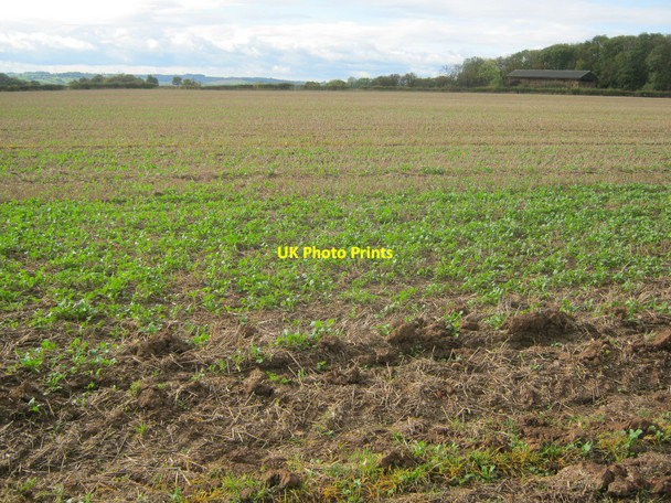 Photo 6"x4" Arable land near Broadclose Wood - 1 Kirklington\/SK6757 c2010