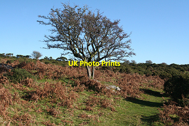 Photo 6"x4" Widecombe in the Moor: lone Hawthorn Dartmeet c2010