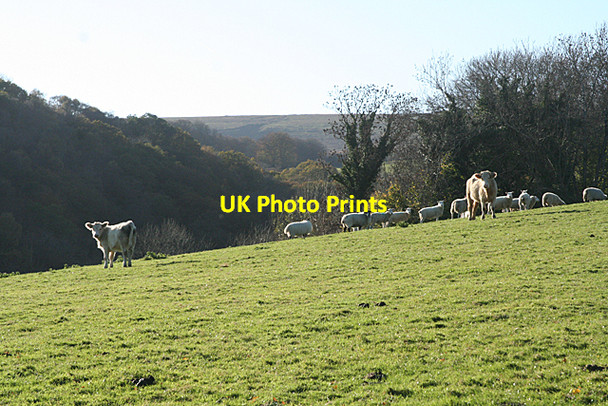 Photo 6"x4" Holne: overlooking Michel Combe Michelcombe c2010