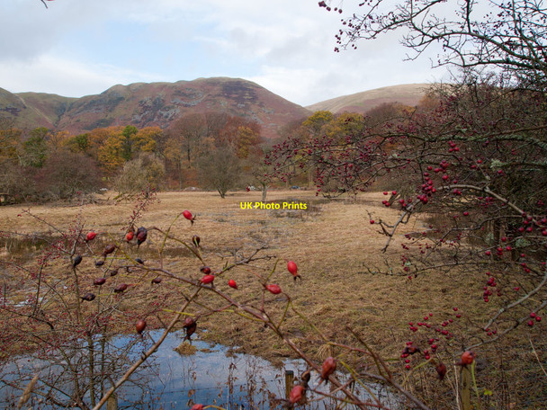 Photo 6"x4" Field east of Tillicoultry Tillicoultry c2010