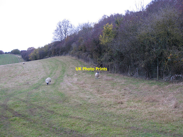 Photo 6"x4" Embankment of dismantled railway, Ryeford Lea\/SO6521 c2010