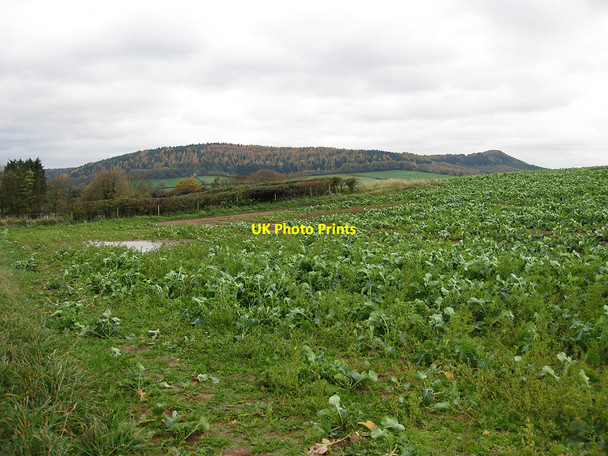 Photo 6"x4" Turnip crop Bromsash c2010