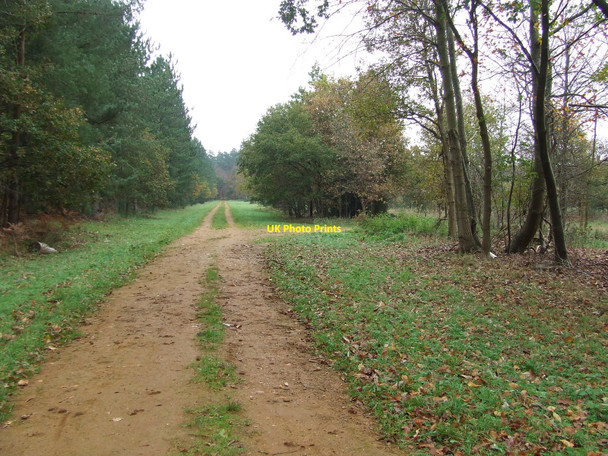 Photo 6"x4" Forest Track West Harling c2010