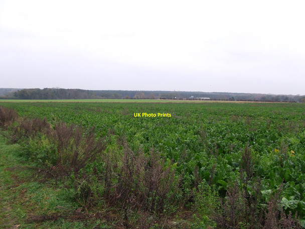 Photo 6"x4" Sugar Beet Bridgham c2010