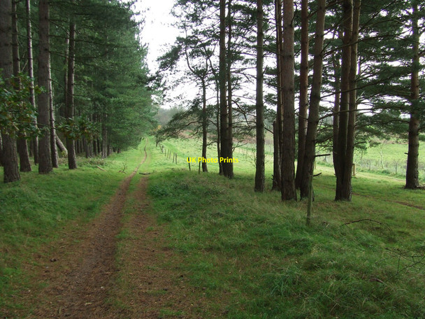 Photo 6"x4" Peddars Way Brettenham\/TL9383 c2010