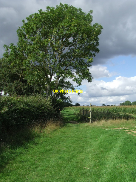 Photo 6"x4" Green Tree Gipping c2010