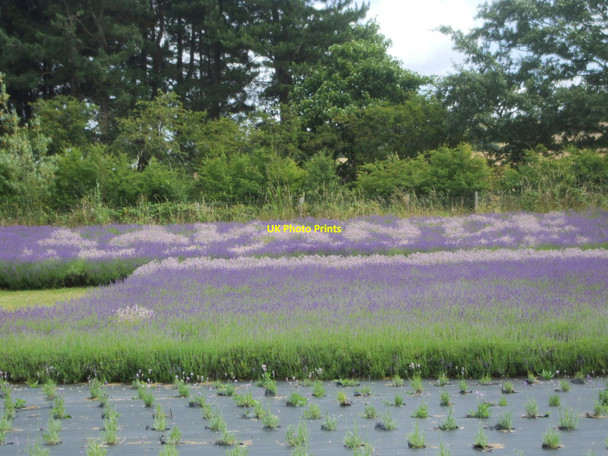 Photo 6"x4" Yorkshire Lavender Farm, Terrington Terrington c2009