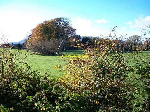 Photo 6"x4" Parkland on the Murlough Estate Dundrum\/J4036 c2010