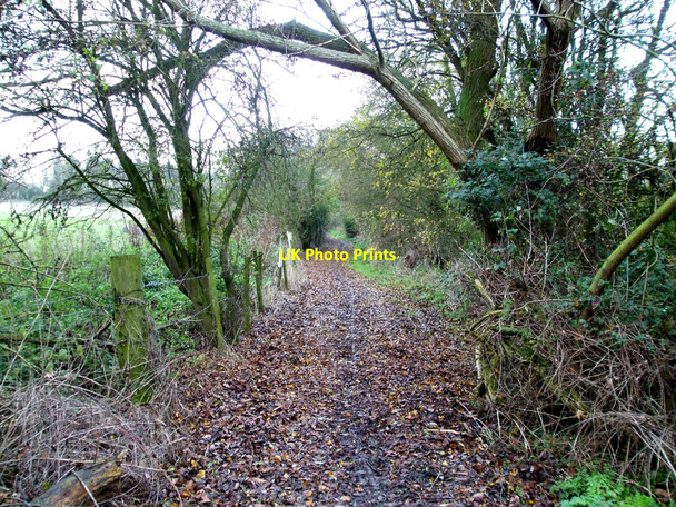 Photo 6"x4" Dollymans Bridleway Shotgate c2010